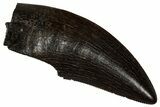 Serrated, Tyrannosaur (Nanotyrannus) Tooth - Montana #350383-1